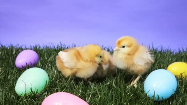 Velikonoční mláďata — Stock video