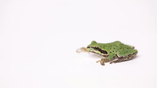 Malá zelená žába — Stock video