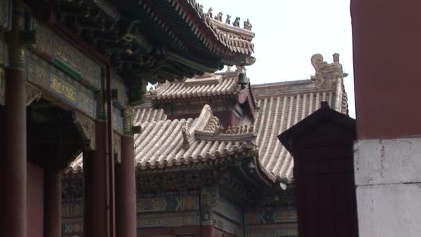 Chinese Dragon Roof — Stock Video