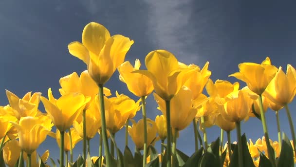 Campo tulipa — Vídeo de Stock