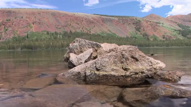 Petrified Wood — Stock Video