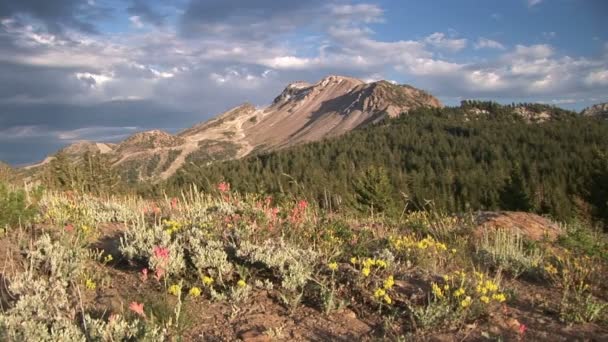 Flores de montaña — Vídeos de Stock