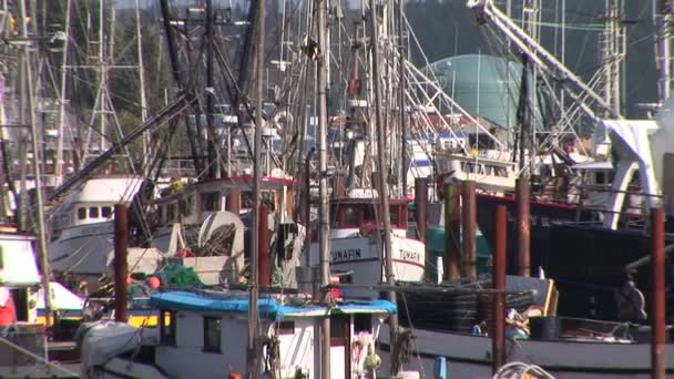 Vista para o porto — Vídeo de Stock