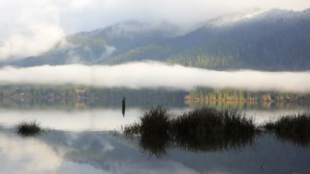 Lake Quinault — Stock videók