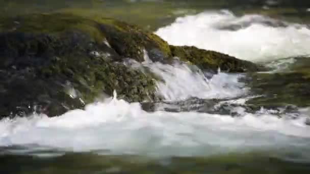 Umpqua River — Stockvideo