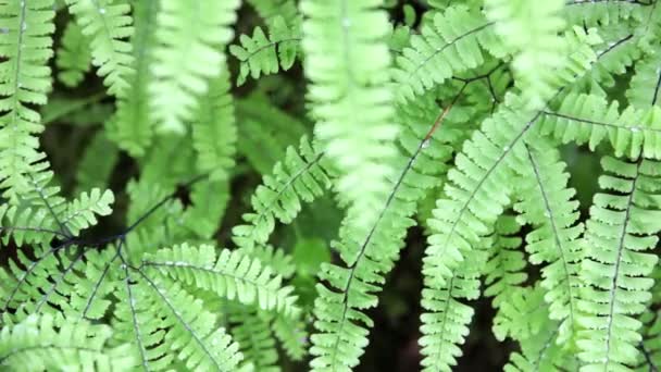 Ferns — Stock Video