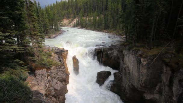 Sunwapta Falls — Stock Video