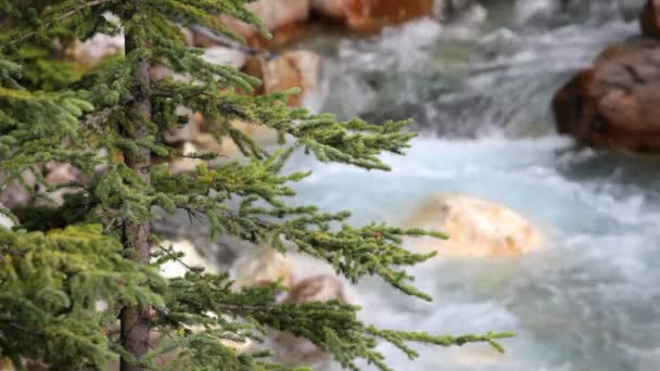 Tokkum creek en pine tree — Stockvideo