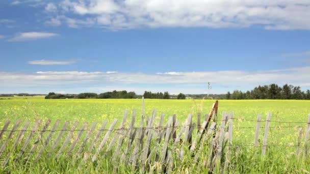 Campo de país — Vídeos de Stock