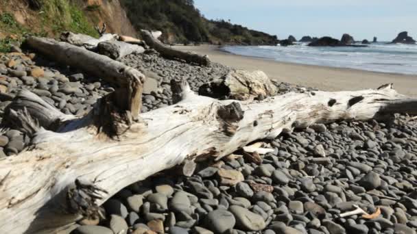 Oregon Coast — Stock Video