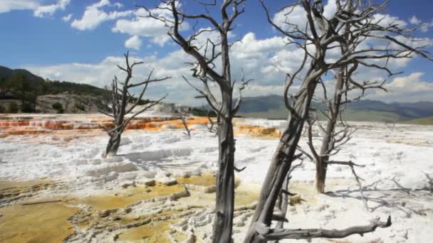 Mammoth hot springs — Stockvideo