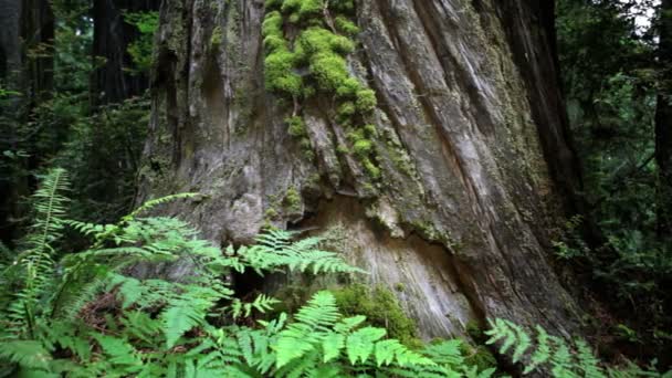 Ormbunkar och redwoods — Stockvideo