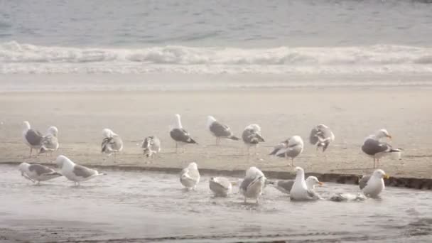 Seagulls on the beach — Stock Video