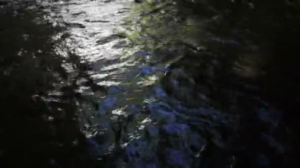 Umpqua River — Stockvideo