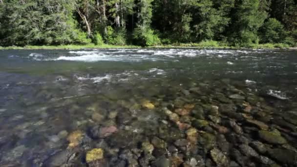 Umpqua River — Stockvideo
