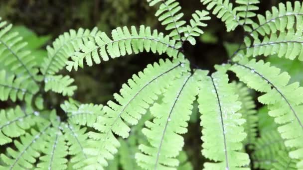 Ferns — Stock Video