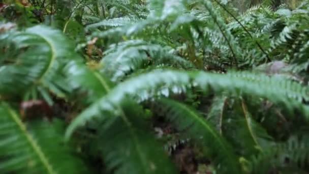 大厅的藓类植物 — 图库视频影像