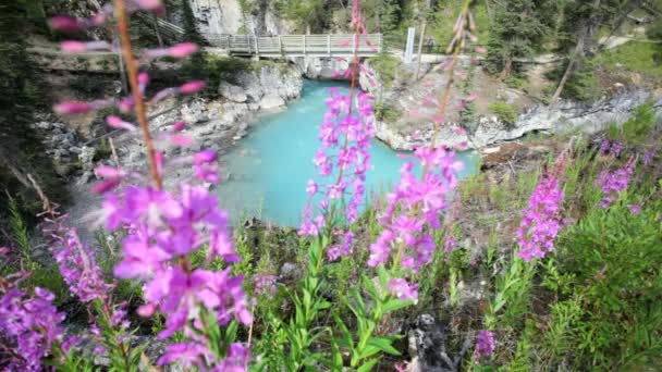 Ponte pedonal e flores silvestres — Vídeo de Stock