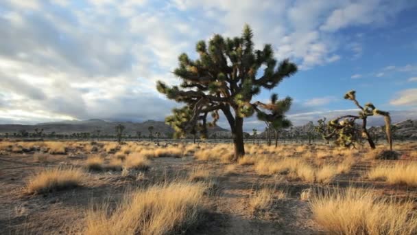 Joshua Tree — Stock Video