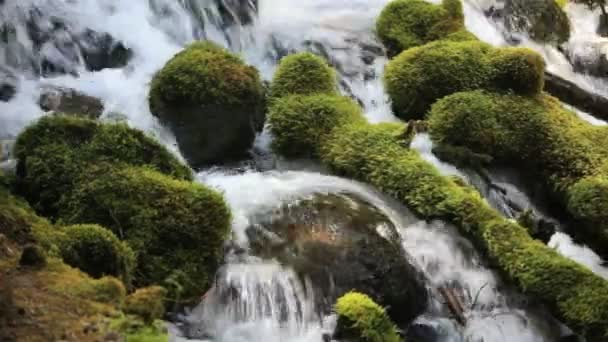 Moss omfattas klippor i umpqua river — Stockvideo