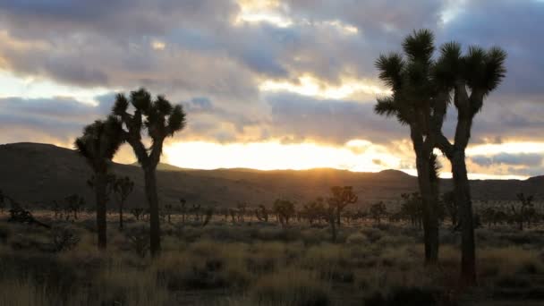 Joshua tree, upływ czasu — Wideo stockowe