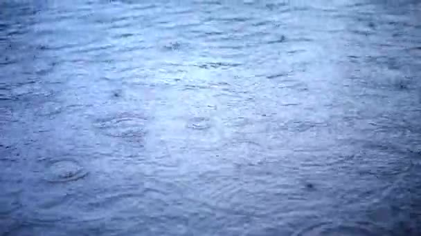 Krople deszczu — Wideo stockowe
