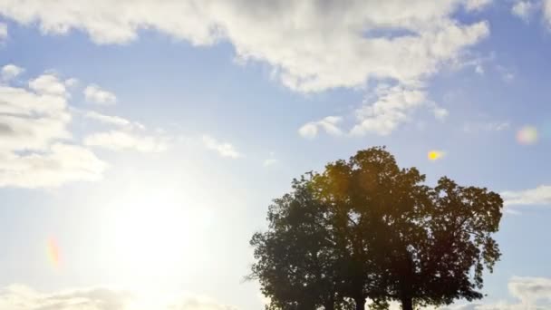 橡木树剪影 — 图库视频影像