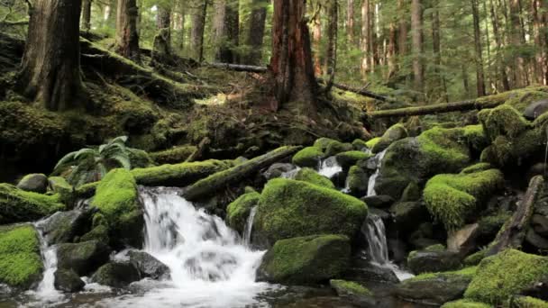 Olympic national park floden — Stockvideo