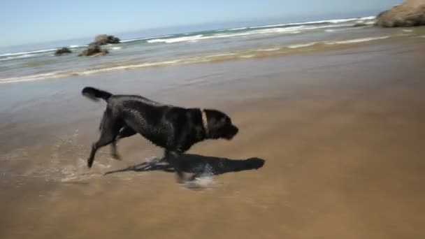 Perro en el montaje de la playa — Vídeos de Stock