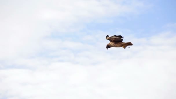 Červené tailed hawk — Stock video