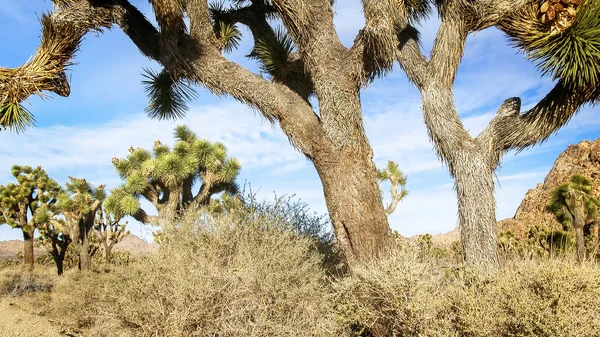 Joshua tree mojave-sivatagban — Stock Fotó