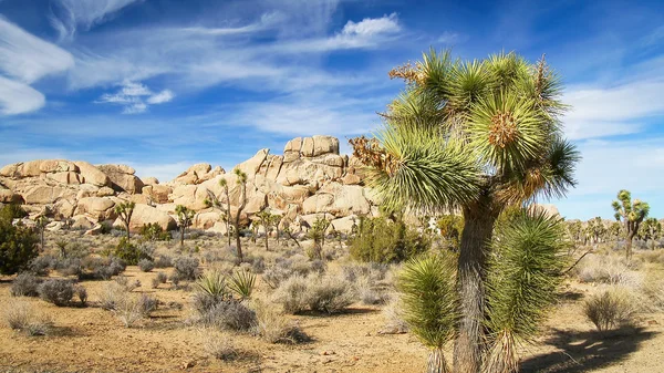 Joschua-Baum-Nationalpark — Stockfoto