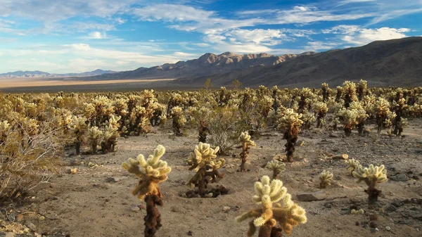 Desierto lleno de Cactus Cholla — Foto de Stock