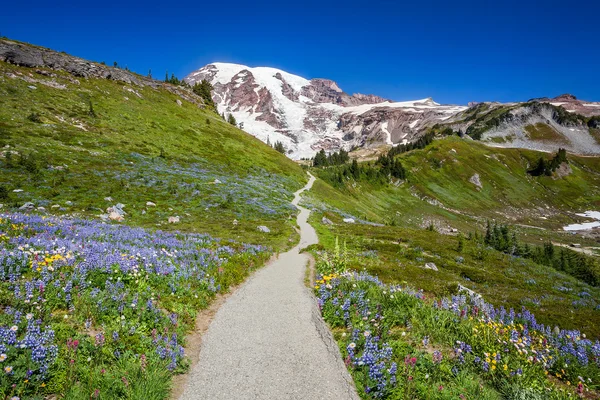 Trail to Mount Rainier — Stock Photo, Image