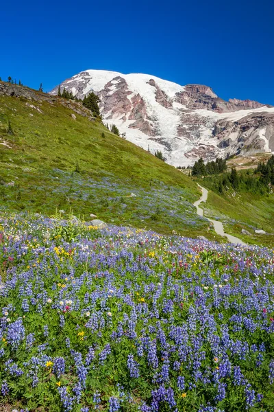 Mount rainier en wilde bloemen — Stockfoto