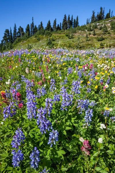 Альпийские полевые цветы — стоковое фото