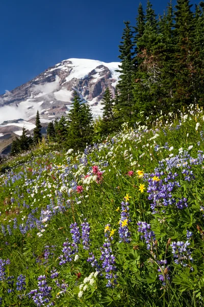 Vadvirágok és a Mount rainier — Stock Fotó