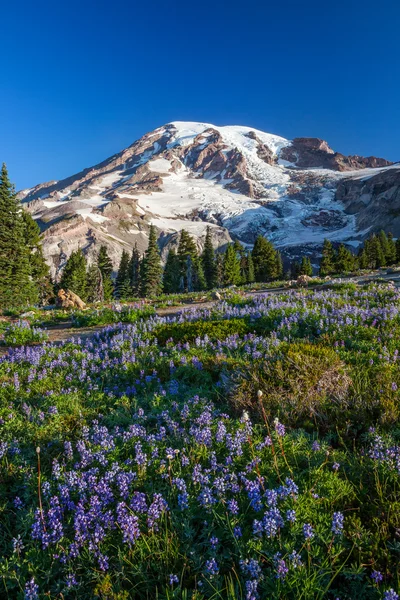 Mount rainier ve kır çiçekleri — Stok fotoğraf