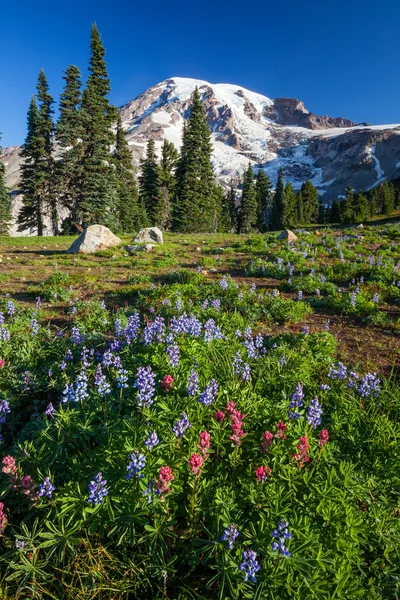 Vadvirágok és a Mount rainier — Stock Fotó