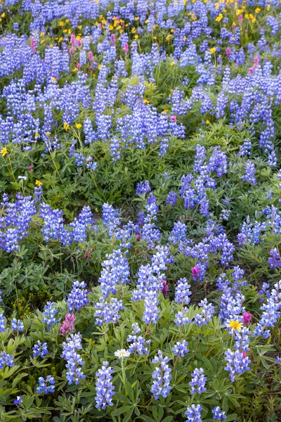 Alp kır çiçekleri — Stok fotoğraf