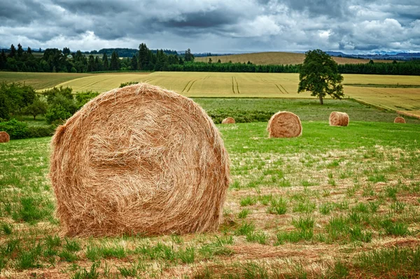 Round Hay Bale — Stock Photo, Image