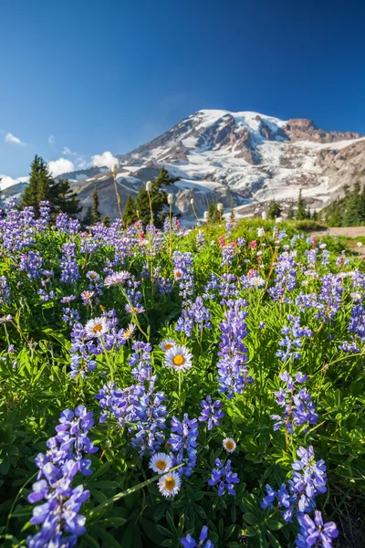 レーニア山および野生の花 — ストック写真
