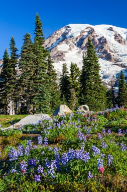 Mount Rainier and WIldflowers clipart