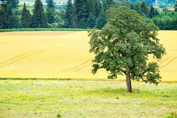 Mezőgazdasági téren — Stock Fotó