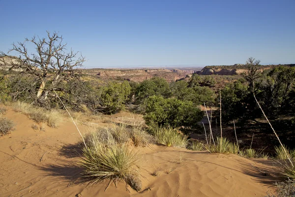 Canyonlands National Park, Utah — Stock Photo, Image