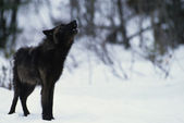 Wolf heult im Schnee