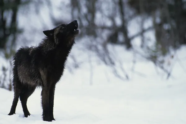 Wolf howling in sneeuw — Stockfoto