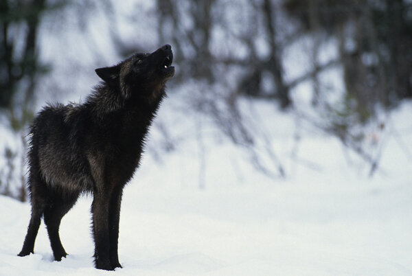 Wolf Howling in Snow Royalty Free Stock Images