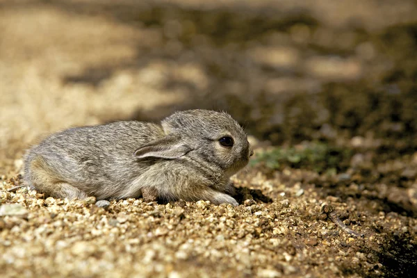赤ちゃんワタオウサギ ウサギ — ストック写真