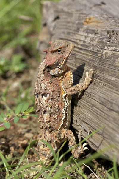 Arizona horned ropucha — Stock fotografie